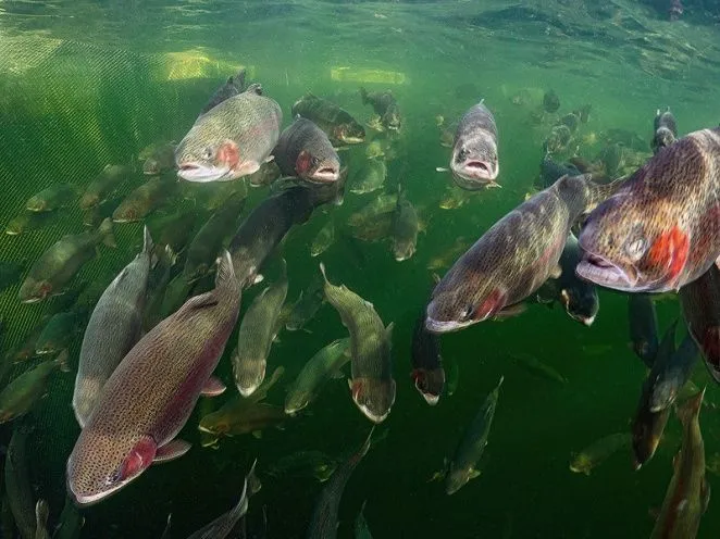 Luxsol расширяет горизонты услуг