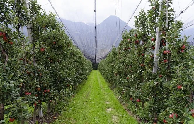 Садовые сетки