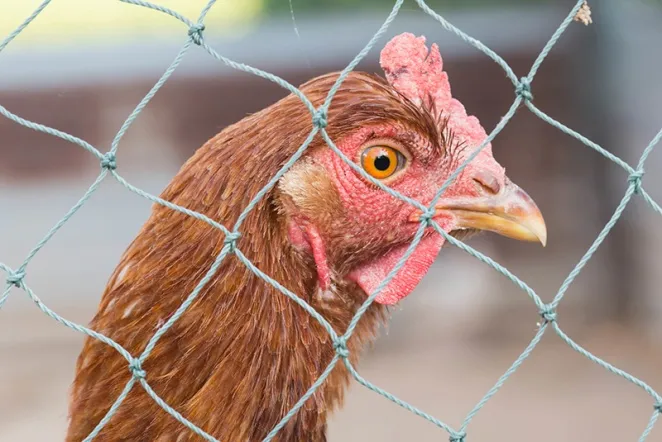 Сетки для птичника